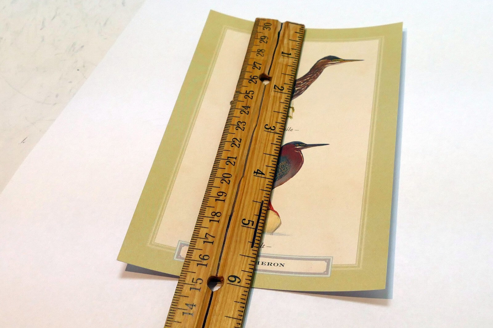 Green Heron Postcard Bird by David Sibley - unposted , new