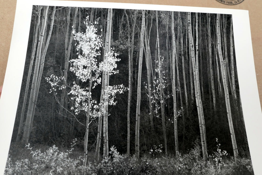 Aspens Northern New Mexico 1955 photo by Ansel Adams POSTCARD A-55 VII