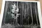 Aspens Northern New Mexico 1955 photo by Ansel Adams POSTCARD A-55 VII