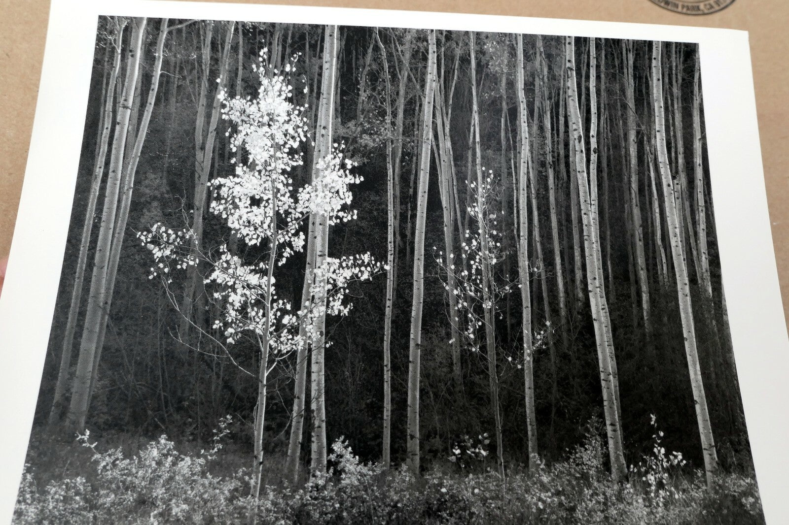 Aspens Northern New Mexico 1955 photo by Ansel Adams POSTCARD A-55 VII