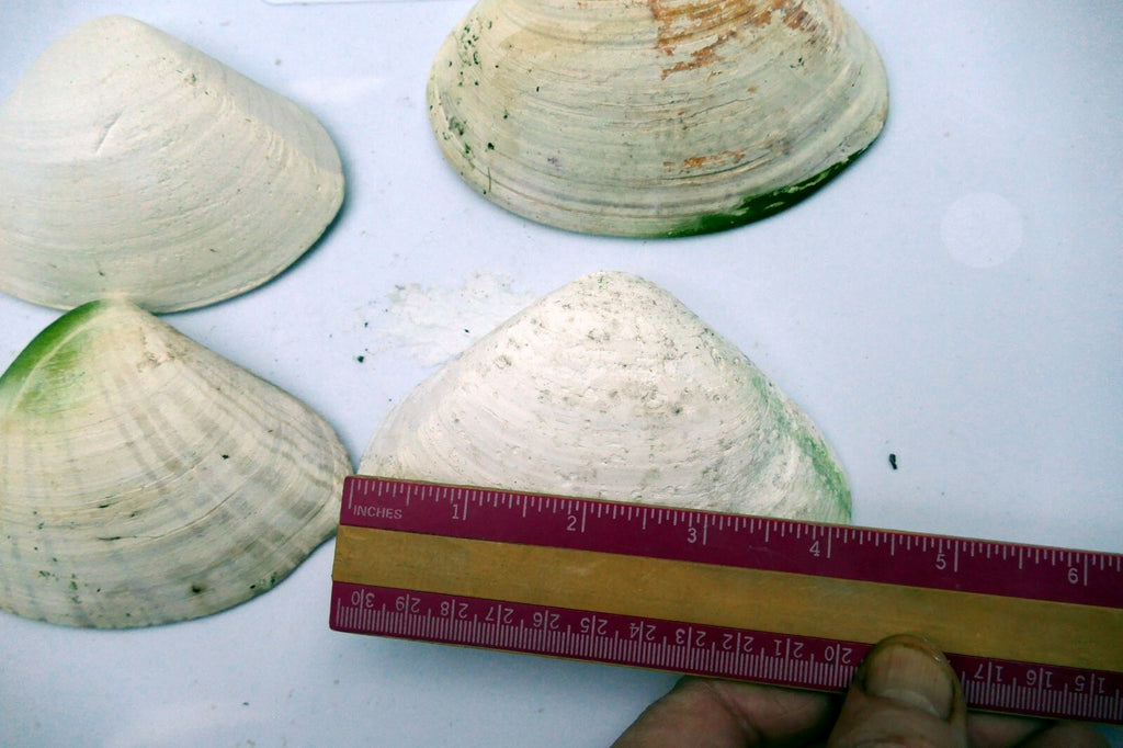 one Clam Shell 4.5"x3" Seashell from Ocean large sea beach aquarium decor