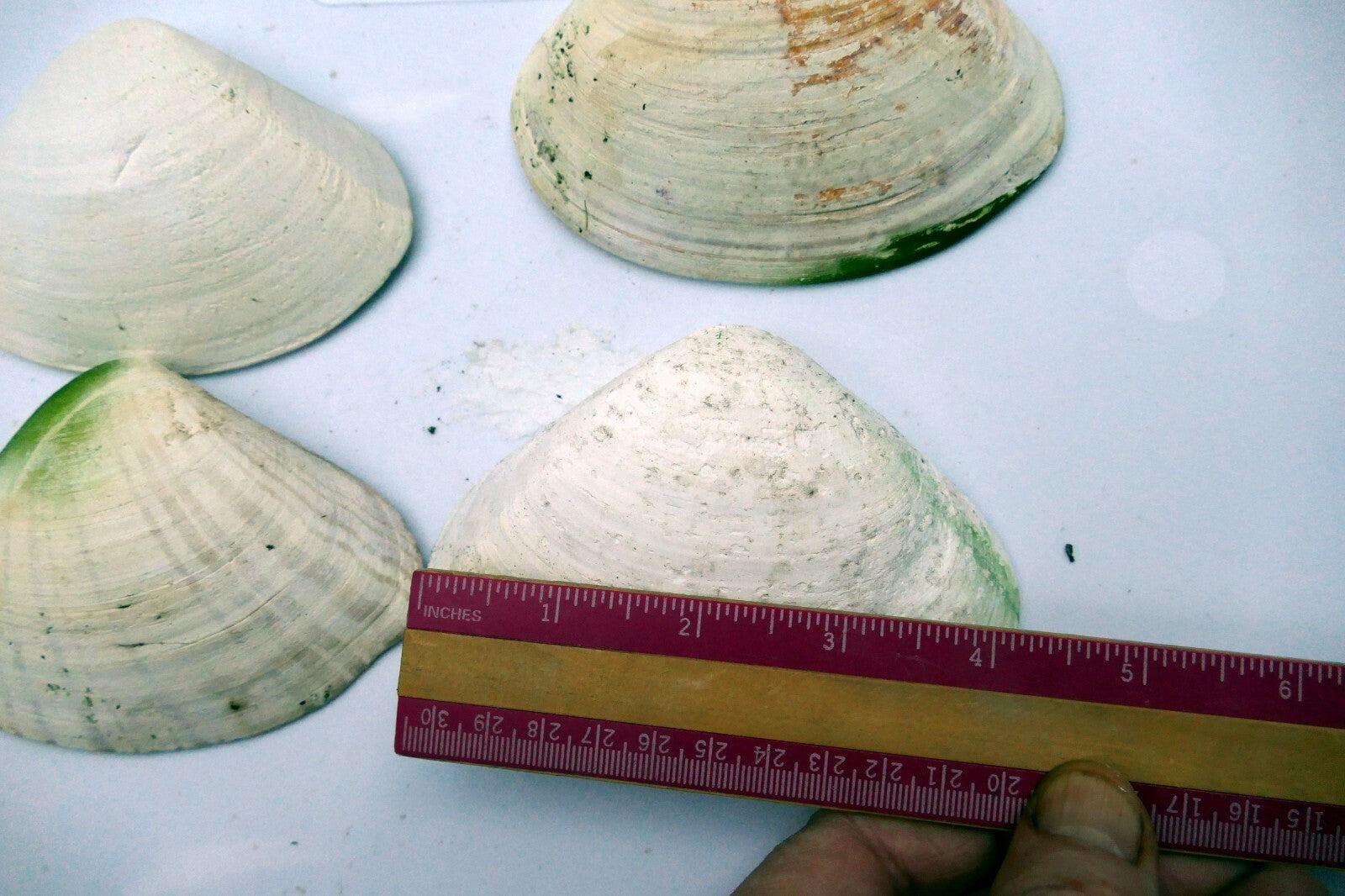 one Clam Shell 4.5"x3" Seashell from Ocean large sea beach aquarium decor