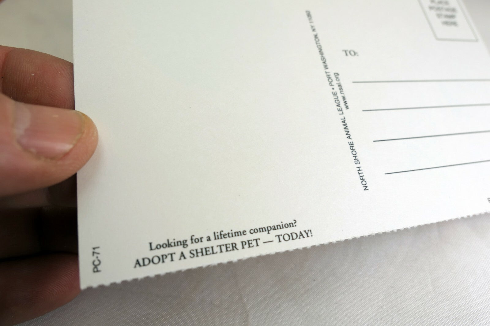 Postcard Animal Shelter North Shore League Adopt a Pet Kitten Cat vintage 1980's