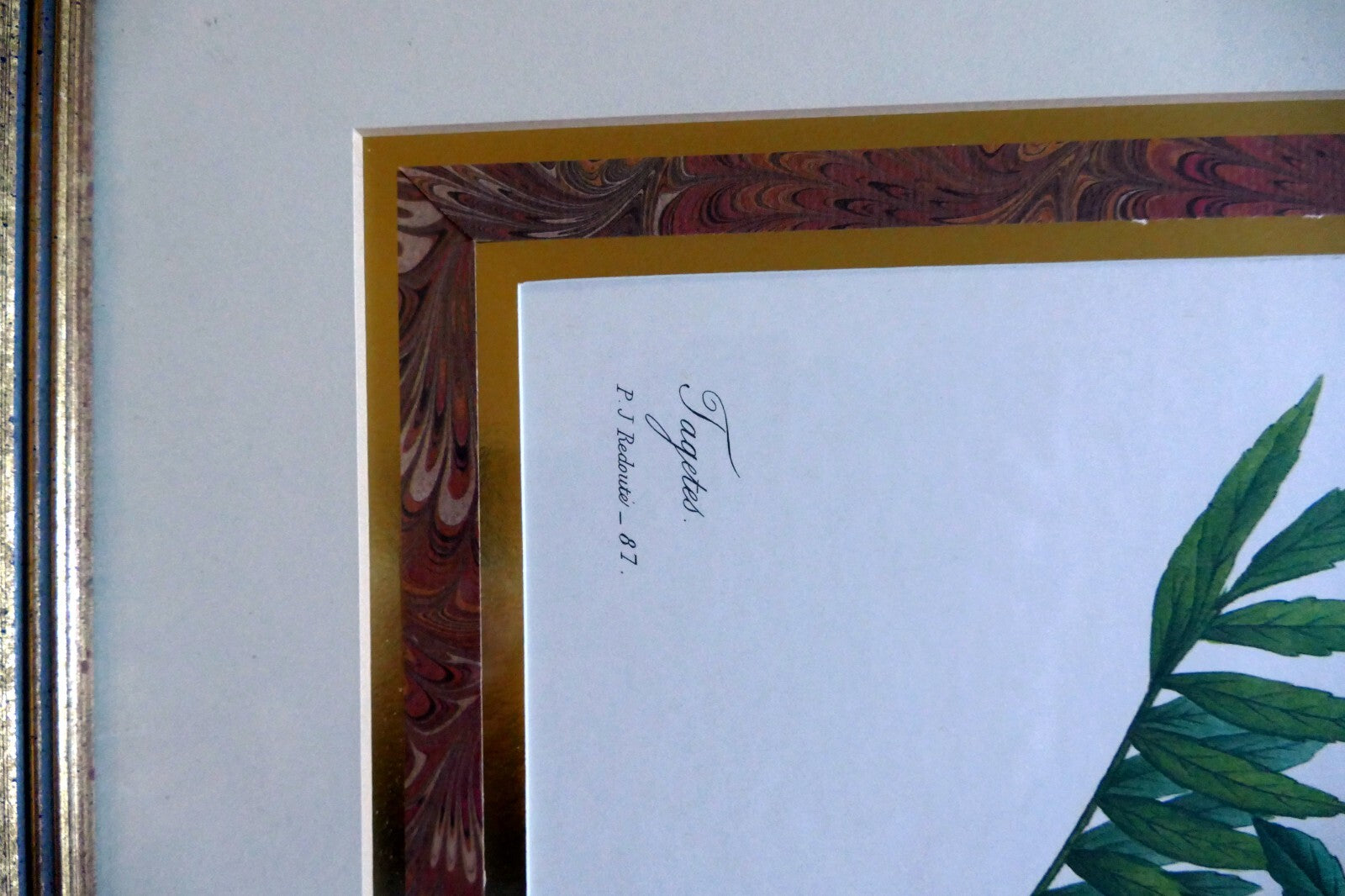 Pierre Joseph Redouté Botanical Double Matted Framed Art oeillet d'inde bessin