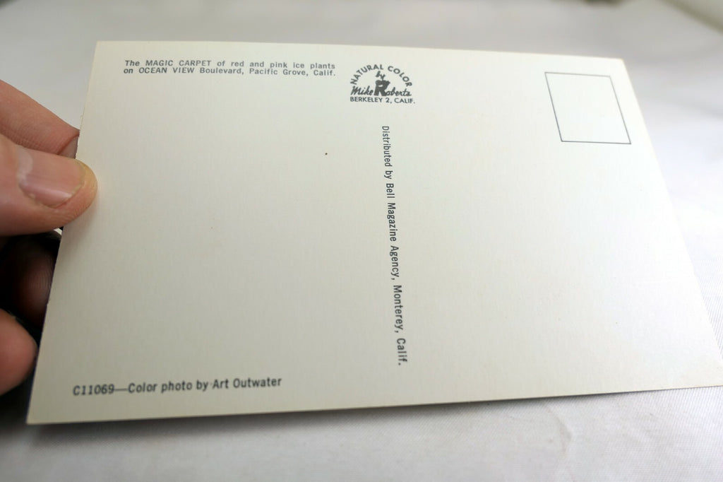 Ice Plant Seascape Ocean Landscape Pacific Grove California USA Postcard 1970's