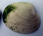 Clam shell 1.5x1.3" small size seashell from ocean sea beach aquarium decor