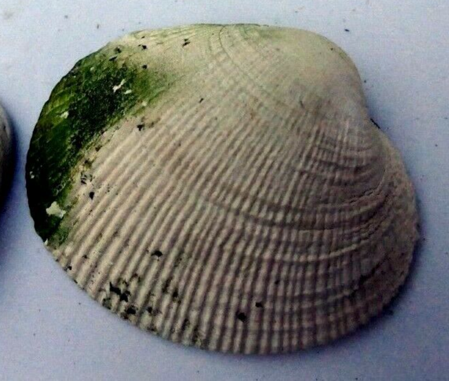 Clam shell 1.5x1.3" small size seashell from ocean sea beach aquarium decor