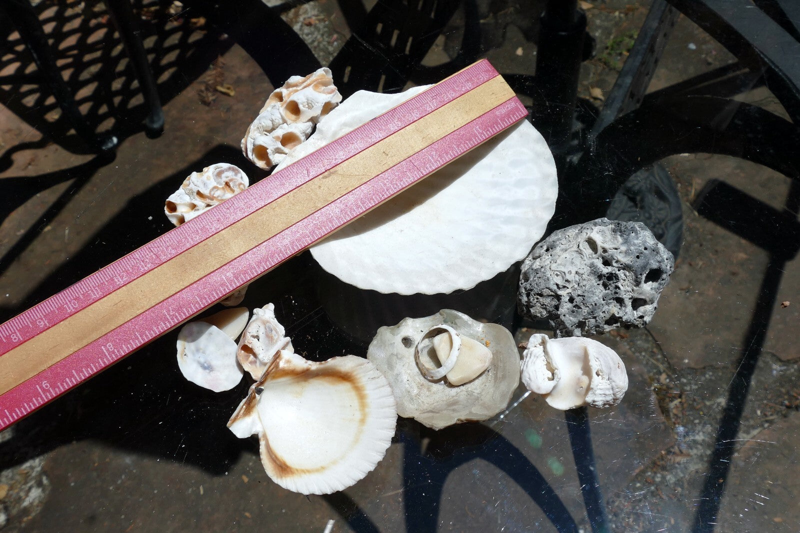 7oz  lot of Ocean Shell Seashell Corral California San Francisco for Fish Tank