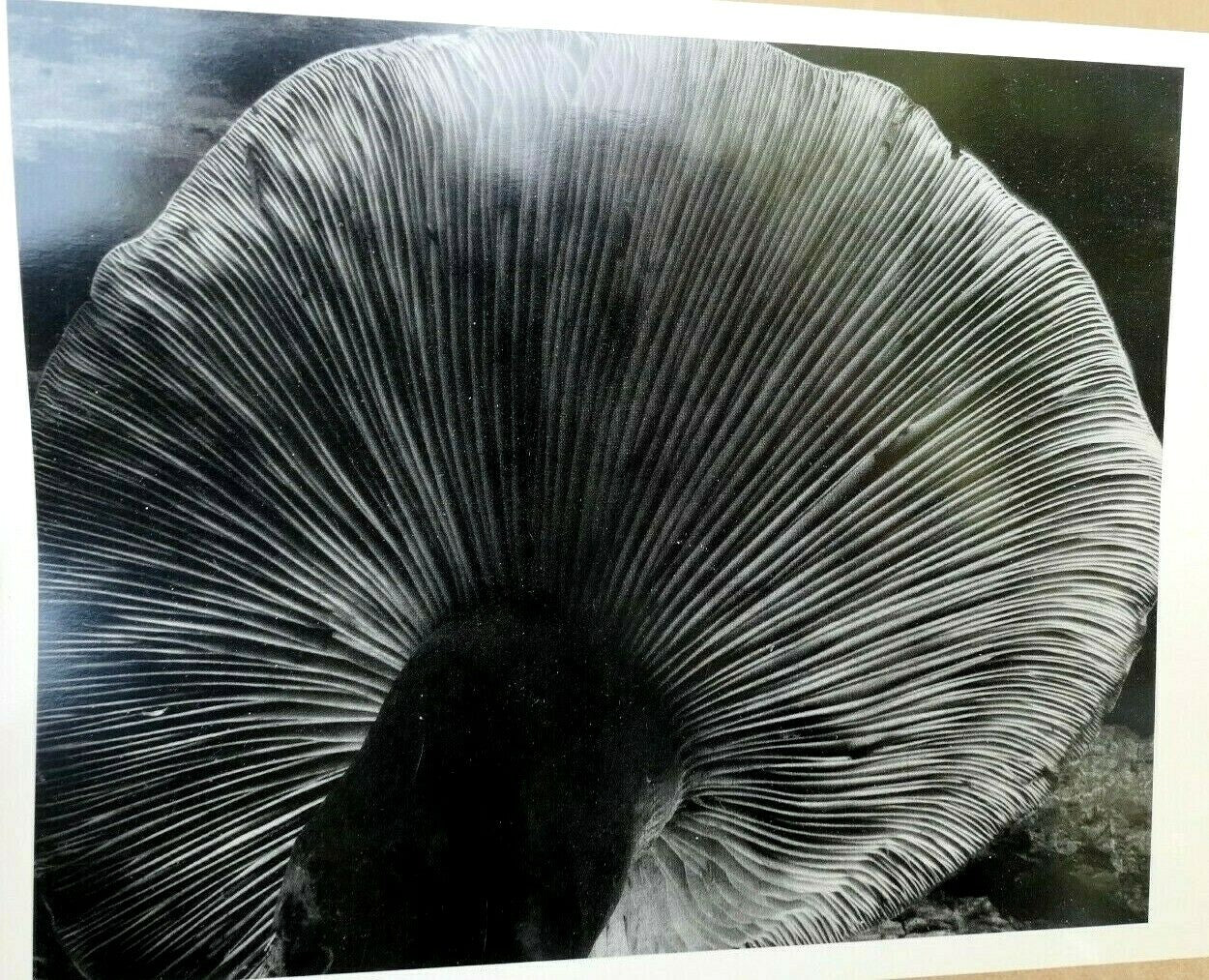 Toadstool 1931 4 fu photograph by edward weston greeting card w 008 85