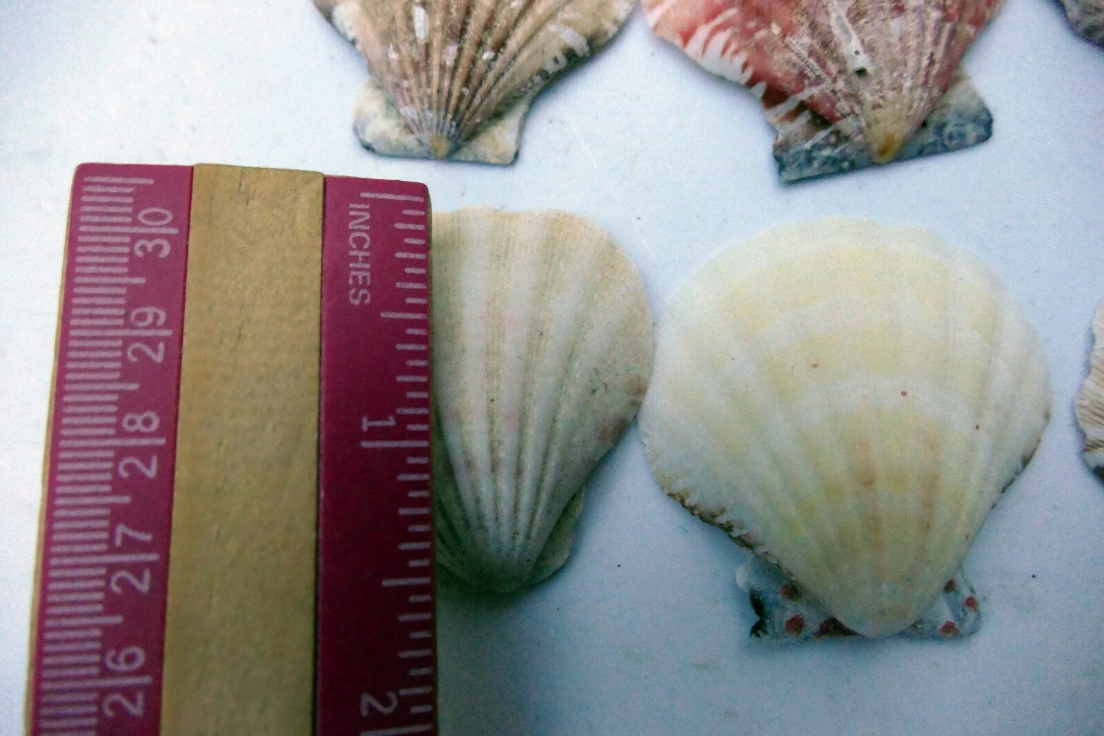 Clam Seashell Cockle Oyster Mussel SEA SHELL beach aquarium decor 1.8X1.5" small