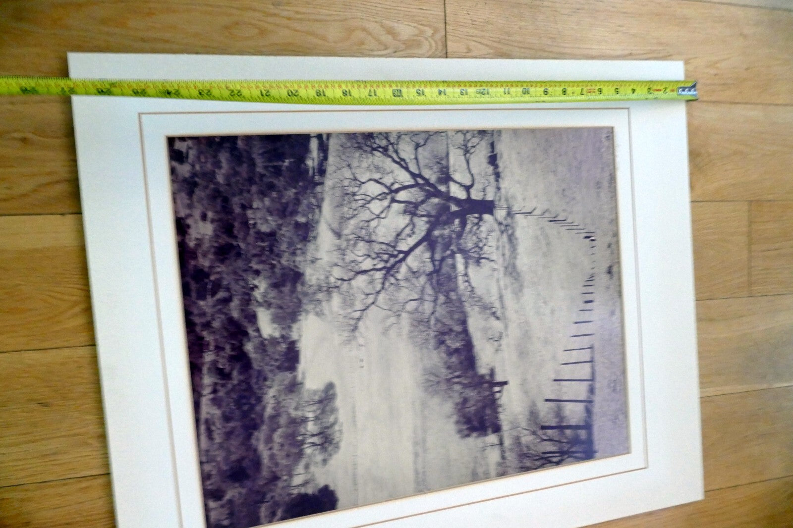 18X22" photo Landscape Nature golden hills with cows Palo Alto California signed