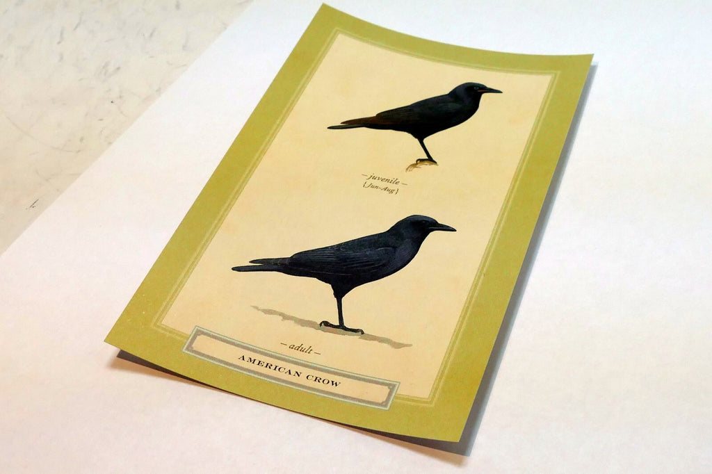 American Crow  Postcard Bird by David Sibley - unposted , new