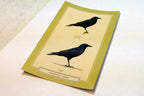 American Crow  Postcard Bird by David Sibley - unposted , new