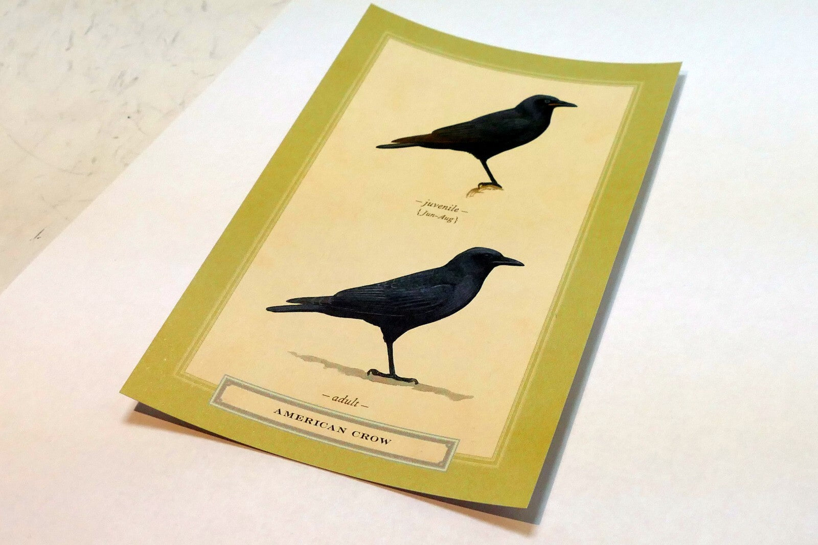 American Crow  Postcard Bird by David Sibley - unposted , new