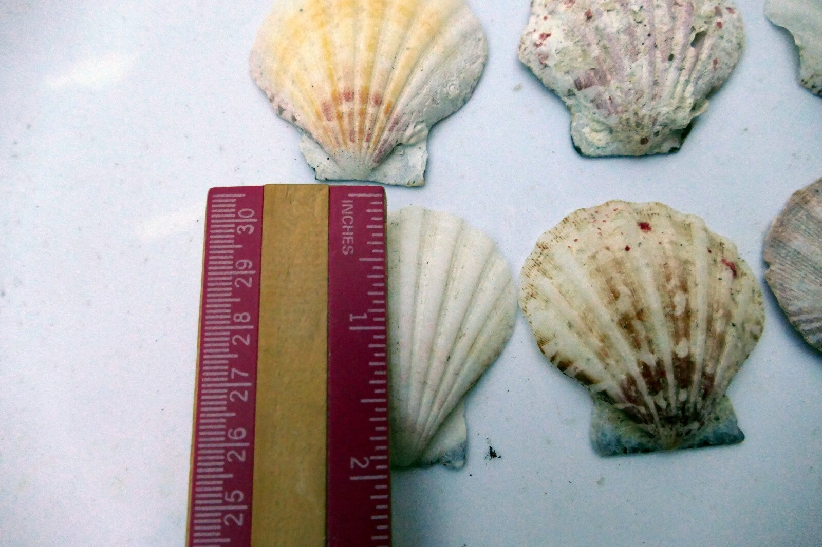 Clam Seashell Cockle Oyster Mussel SEA SHELL beach aquarium decor 2x2" small