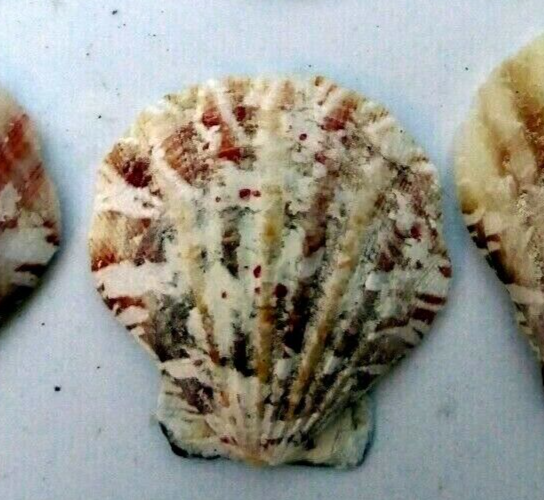 Clam seashell cockle oyster mussel sea shell beach aquarium decor 1.5x1.2" small