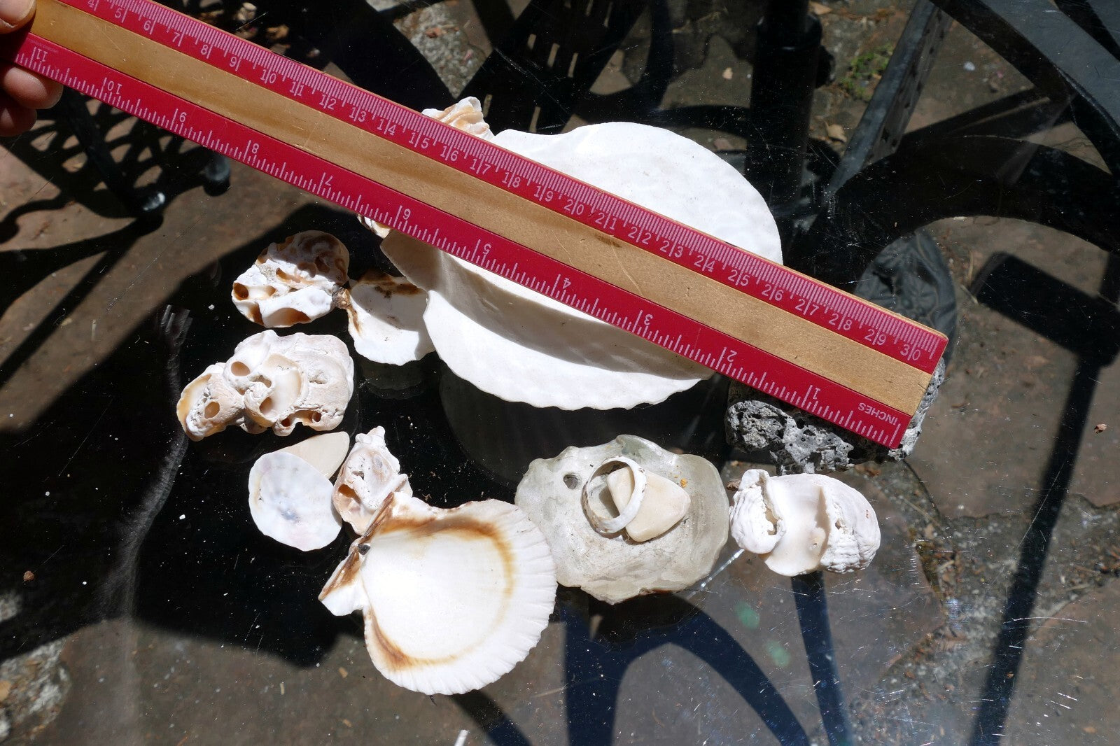 7oz  lot of Ocean Shell Seashell Corral California San Francisco for Fish Tank
