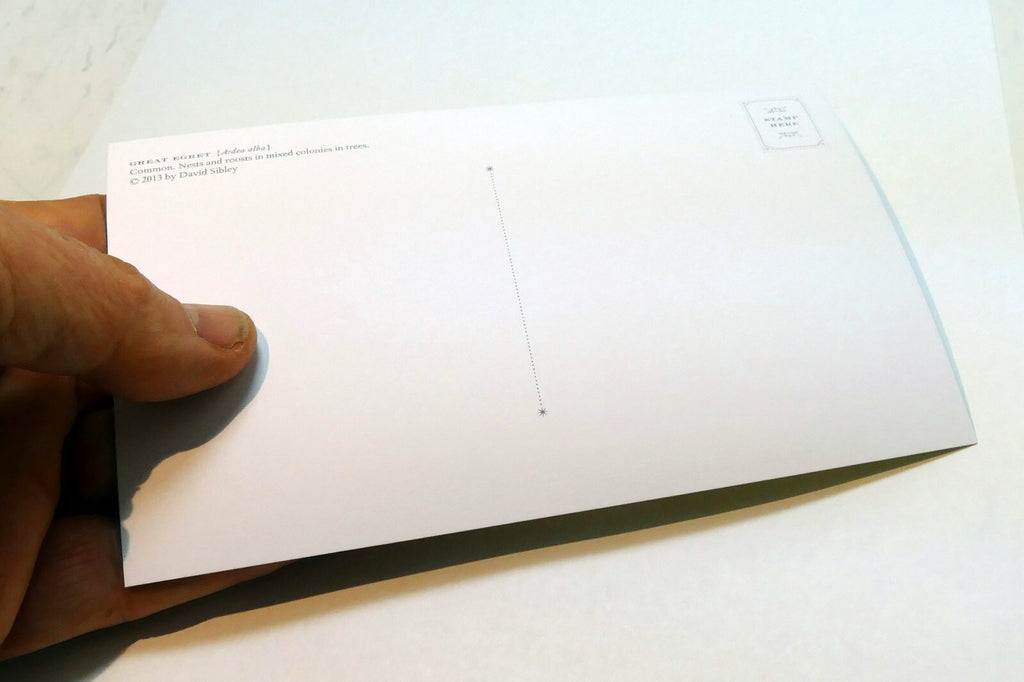 Great Egret white  Postcard Bird by David Sibley - unposted , new