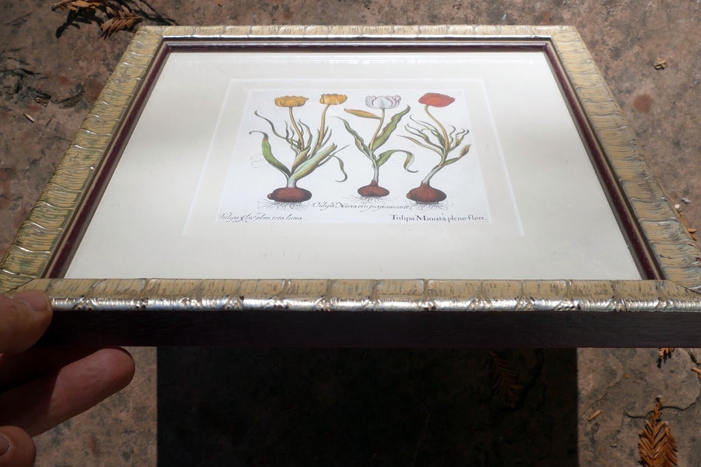 Basilius Besler TULIPA MINIATA PLENO FLORE FRAMED MATTED ART PRINT Tulip