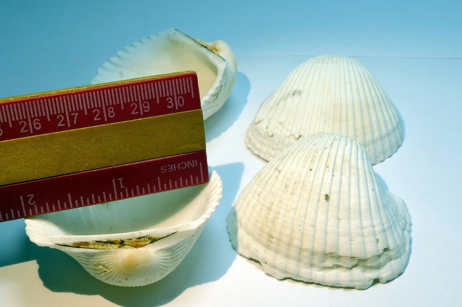 White Ark Shell Seashell beach decor clam medium 2X2" clam cockle sea