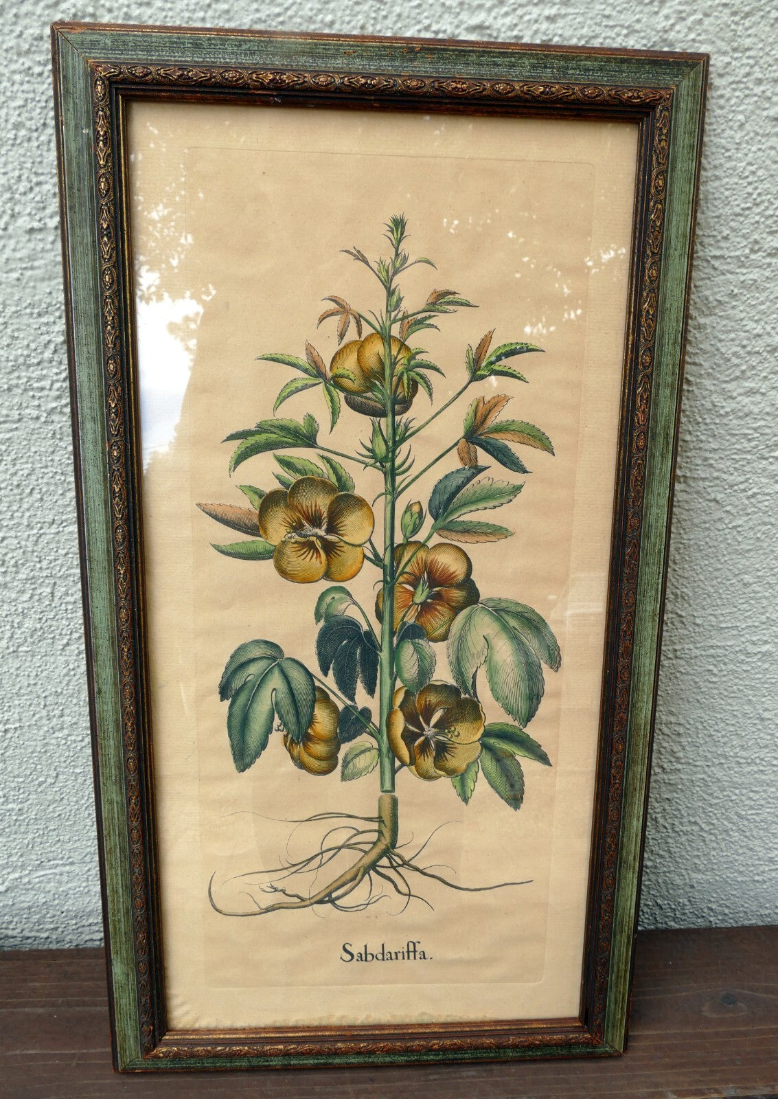 Edizioni ponte vecchio sabdariffa botanical floral print 14x25" framed