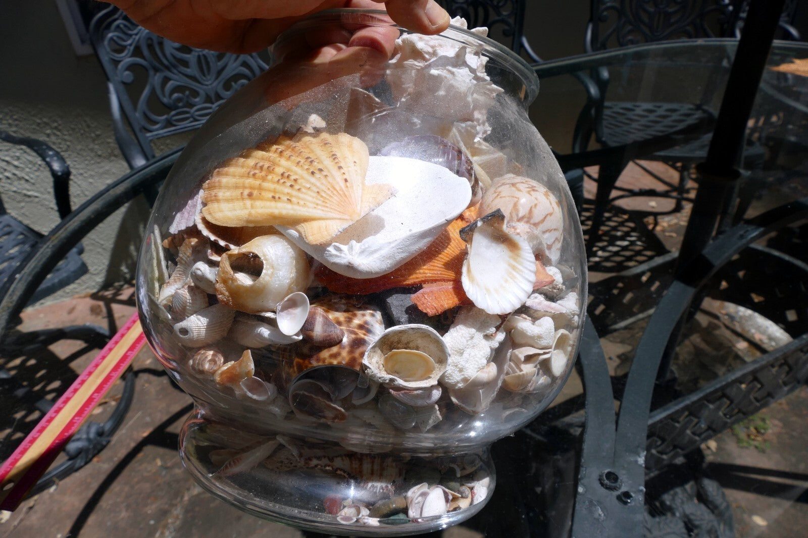 15 LBS Huge lot of Ocean Shell Seashell with glass bowl California San Francisco