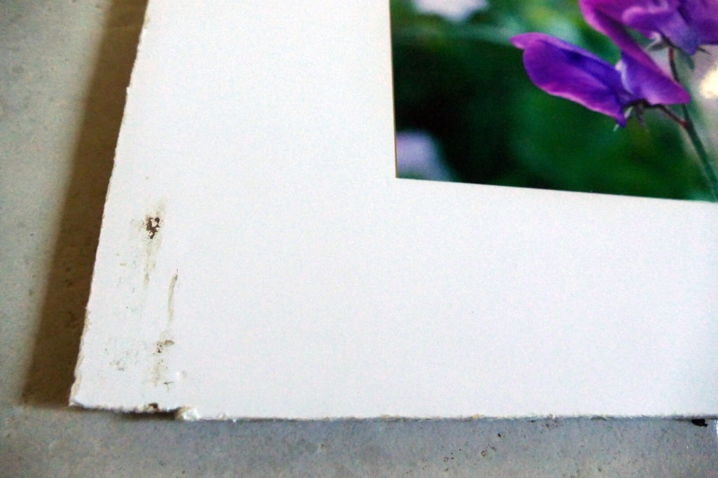 Dave Giroux Nature Picture Photo Print violet flower