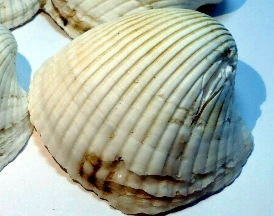 White ark shell seashell beach decor clam large 2.5x2.5" clam cockle sea