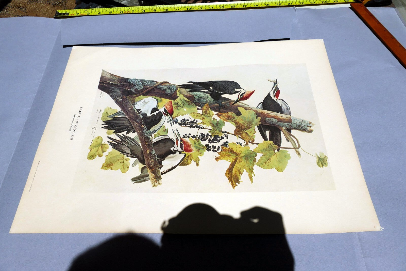 1966 Audubon Print  Pileated Woodpecker plate 111, bird print 15X20" medium