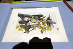 1966 Audubon Print  Pileated Woodpecker plate 111, bird print 15X20" medium
