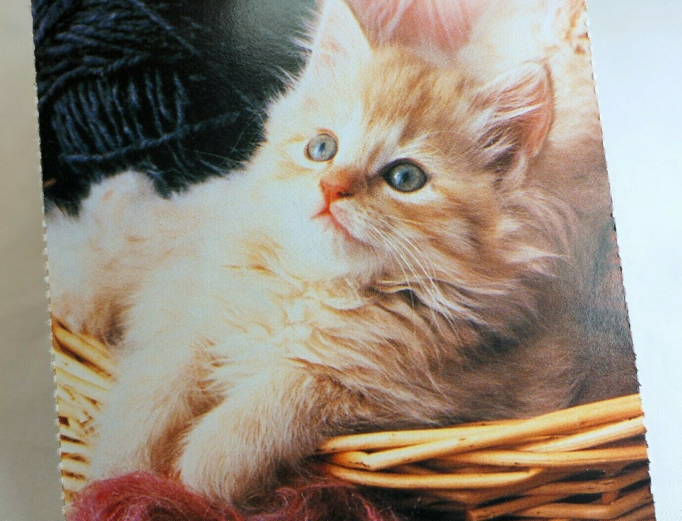 Postcard animal shelter north shore league adopt a pet kitten cat vintage 1980's