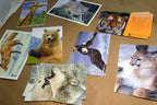 Animal cats wolves fox postcard postcard unposted set of 10 lot wildlife usa