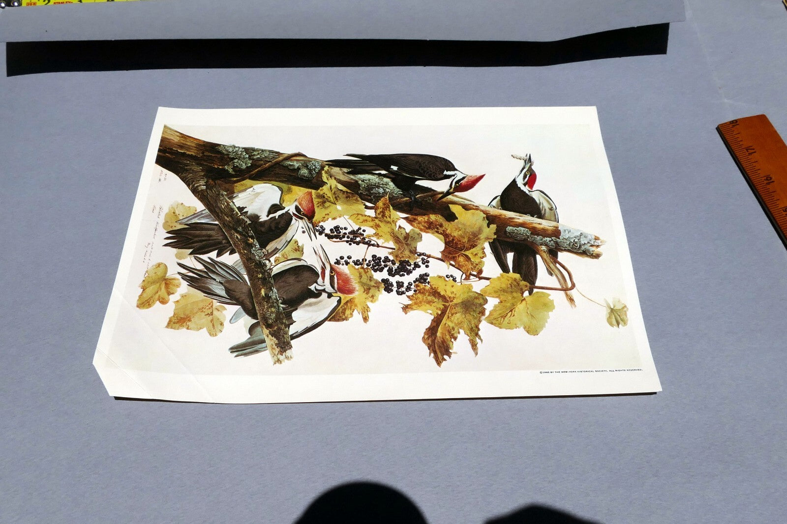 John James Audubon Folio Plate #111 Pileated Woodpecker 7X11" small