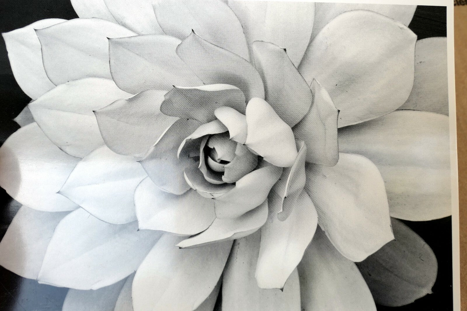 1976 Succulent Flower blossom Photograph by Don Worth D-001 greeting card