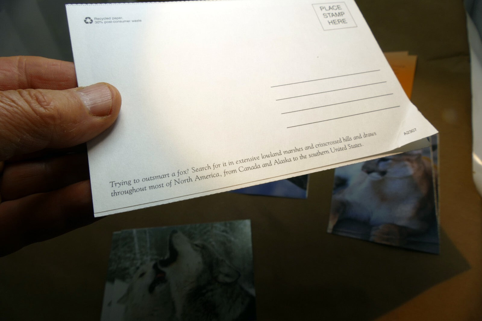 Animal Cats Wolves Fox Postcard Postcard unposted set of 10 lot wildlife USA