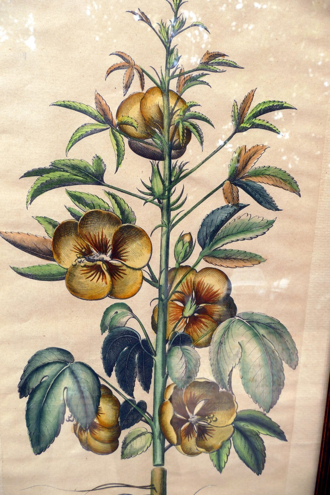 Edizioni Ponte Vecchio Sabdariffa Botanical Floral Print 14X25" Framed