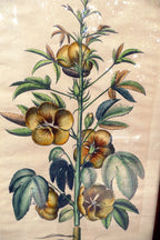 Edizioni Ponte Vecchio Sabdariffa Botanical Floral Print 14X25" Framed