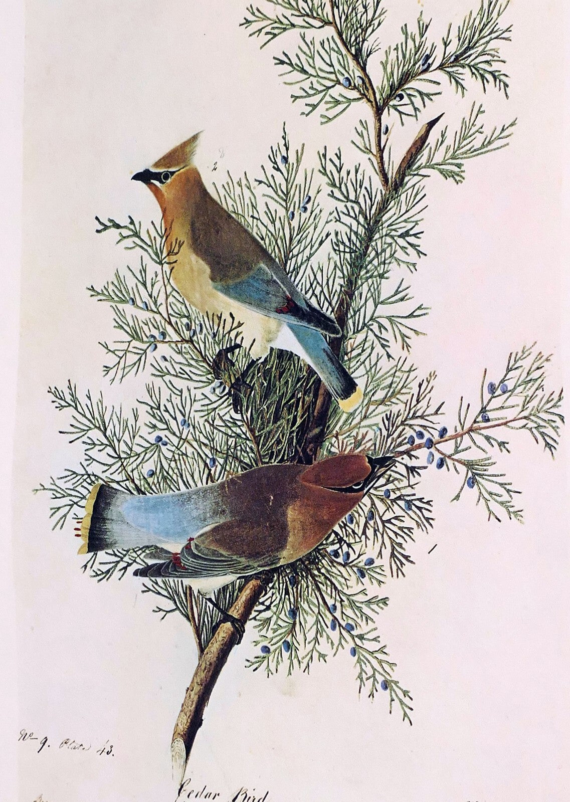 1966 Audubon Print CEDAR WAXWING, print plate # 43 15X20" medium