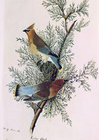 1966 Audubon Print CEDAR WAXWING, print plate # 43 15X20" medium