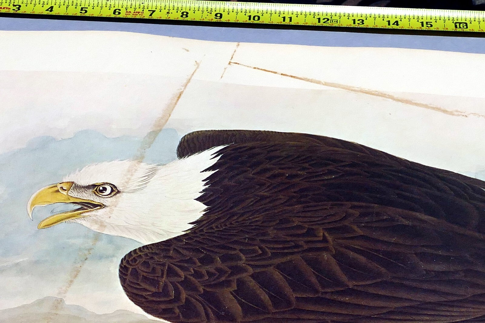 1966 Audubon Print  Bald Eagle plate 14, bird print poster 20X26"