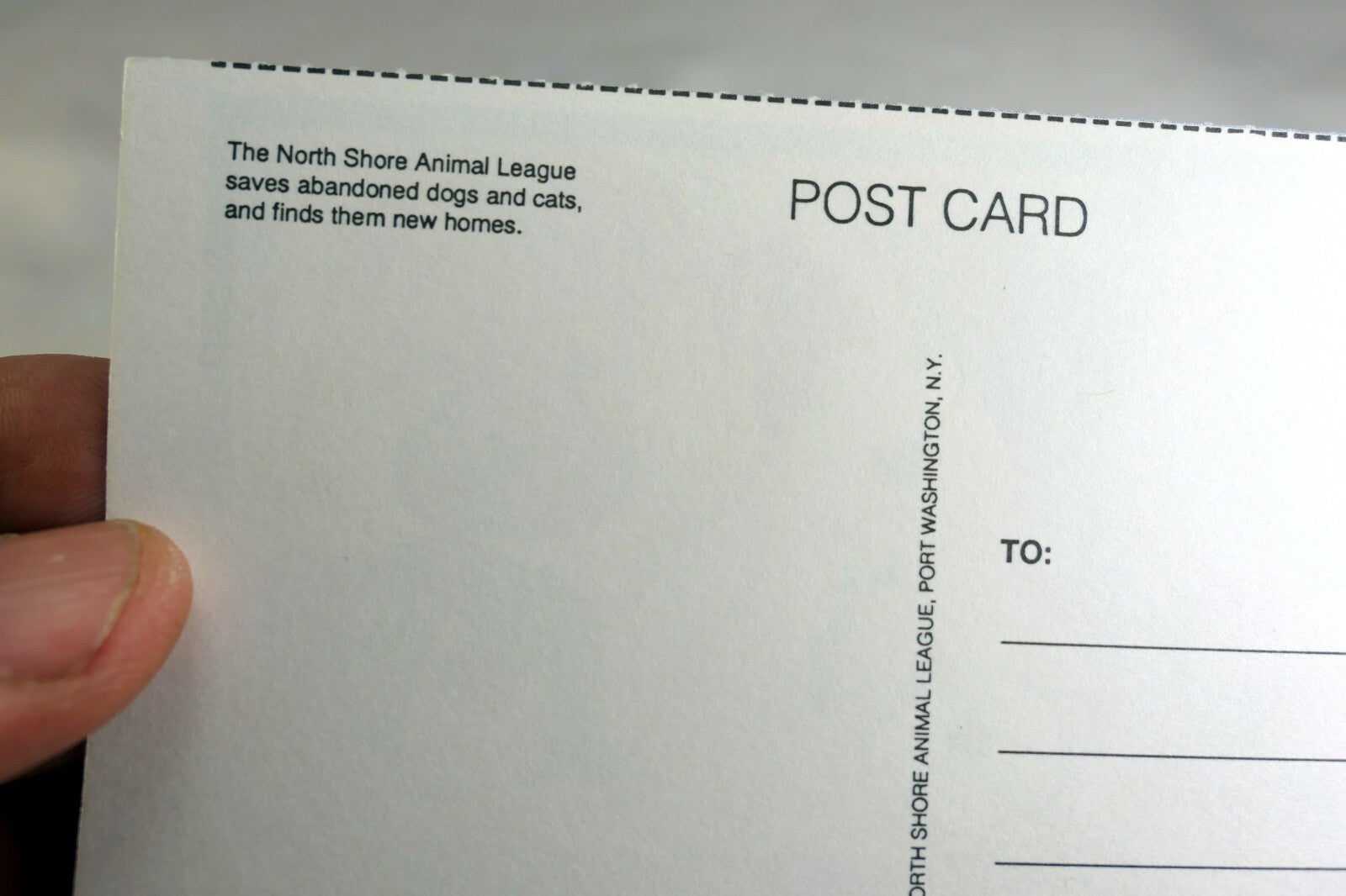 Thinking of You Get Well Postcard Animal Shelter North Shore League Dog Puppies
