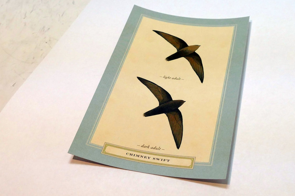 Chimney Swift Postcard Bird by David Sibley - unposted , new