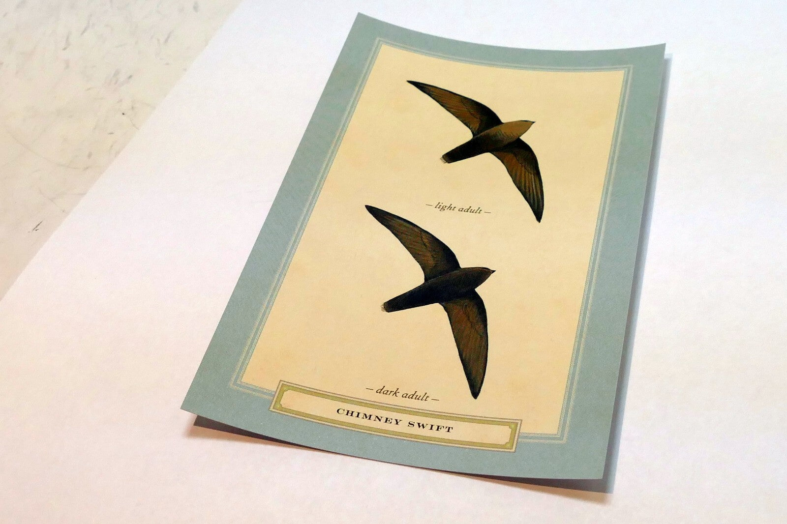 Chimney Swift Postcard Bird by David Sibley - unposted , new
