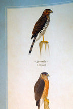 Cooper's hawk usa postcard bird by david sibley   unposted , new