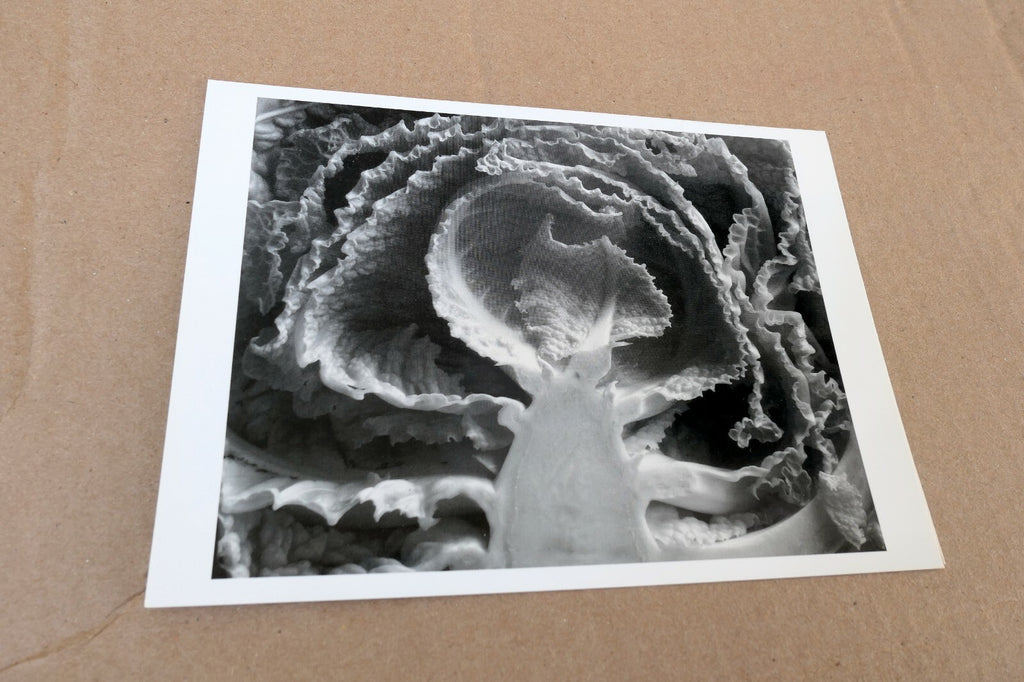 Kale Halved 1930 Photograph by Edward Weston greeting card W-009-85 35-V