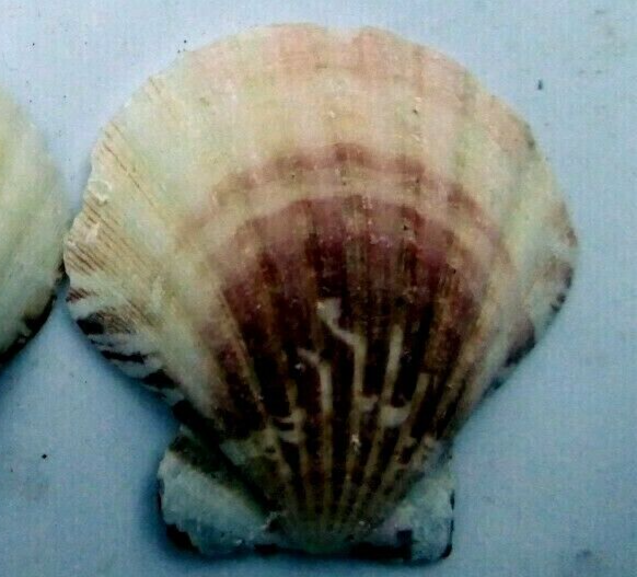 Clam seashell cockle oyster mussel sea shell beach aquarium decor 1.8x1.5" small
