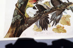 John James Audubon Folio Plate #111 Pileated Woodpecker 7X11" small