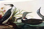 1966 audubon print red throated loon plate 132, bird print poster 20x26"