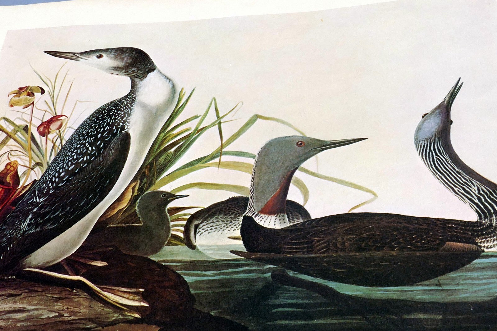 1966 audubon print red throated loon plate 132, bird print poster 20x26"