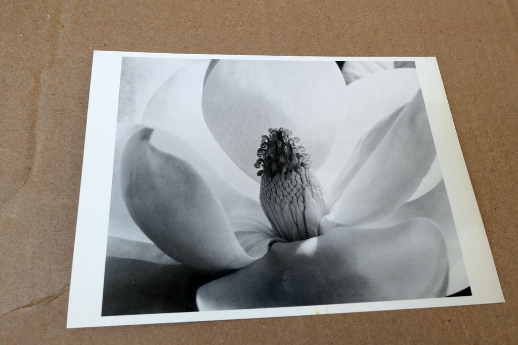 Magnolia Blossom 1925 Photograph by Imogen Cunningham POSTCARD IC-3 Floral
